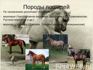 Породы лошадей По назначению различают лошадей: верховые (Чистокровная верховая,