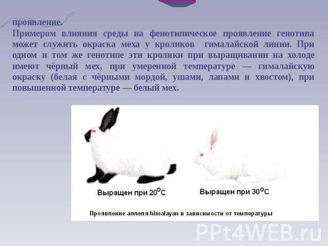 проявление.Примером влияния среды на фенотипическое проявление генотипа может служить окраска меха у кроликов гималайской линии. При одном и том же генотипе эти кролики при выращивании на холоде имеют чёрный мех, при умеренной температуре — гималайс…