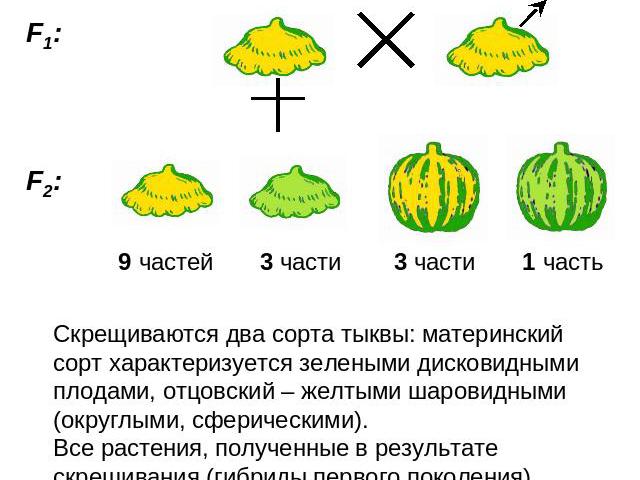 Скрещиваются два сорта тыквы: материнский сорт характеризуется зелеными дисковидными плодами, отцовский – желтыми шаровидными (округлыми, сферическими). Все растения, полученные в результате скрещивания (гибриды первого поколения) образовали желтые …