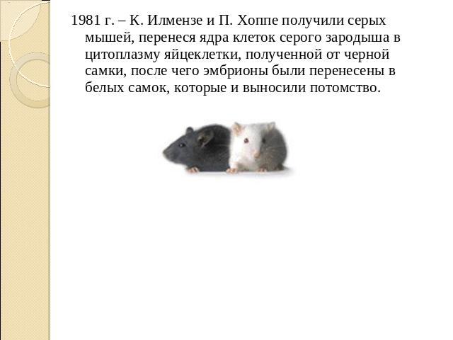 1981 г. – К. Илмензе и П. Хоппе получили серых мышей, перенеся ядра клеток серого зародыша в цитоплазму яйцеклетки, полученной от черной самки, после чего эмбрионы были перенесены в белых самок, которые и выносили потомство.