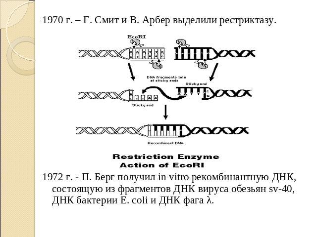 1970 г. – Г. Смит и В. Арбер выделили рестриктазу. 1972 г. - П. Берг получил in vitro рекомбинантную ДНК, состоящую из фрагментов ДНК вируса обезьян sv-40, ДНК бактерии E. coli и ДНК фага λ.