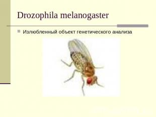 Drozophila melanogaster Излюбленный объект генетического анализа