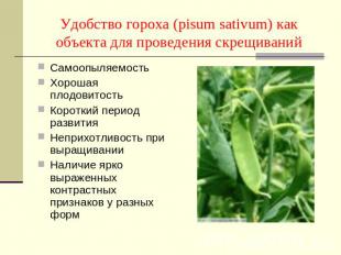 Удобство гороха (pisum sativum) как объекта для проведения скрещиваний Самоопыля