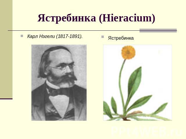 Ястребинка (Hieracium) Карл Нэгели (1817-1891).