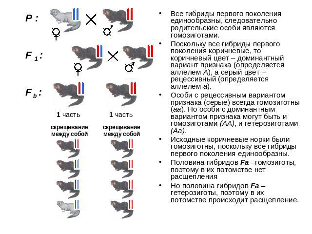 Все гибриды первого поколения единообразны, следовательно родительские особи являются гомозиготами. Поскольку все гибриды первого поколения коричневые, то коричневый цвет – доминантный вариант признака (определяется аллелем А), а серый цвет – рецесс…
