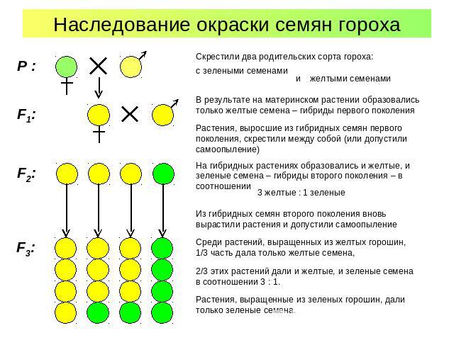 Наследование окраски семян гороха Скрестили два родительских сорта гороха: В результате на материнском растении образовались только желтые семена – гибриды первого поколения Растения, выросшие из гибридных семян первого поколения, скрестили между со…