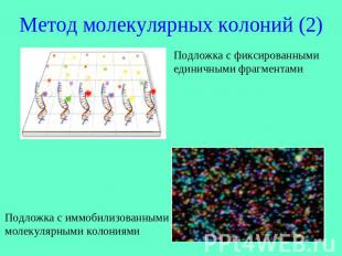 Метод молекулярных колоний (2)