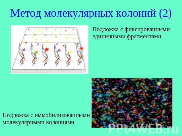 Метод молекулярных колоний (2)