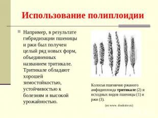 Использование полиплоидии Например, в результате гибридизации пшеницы и ржи был