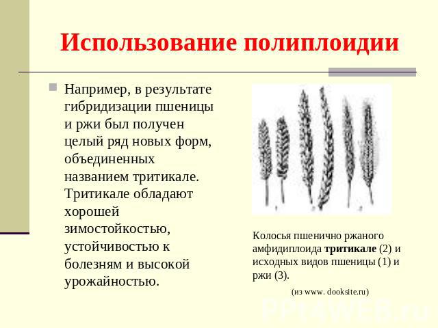 Использование полиплоидии Например, в результате гибридизации пшеницы и ржи был получен целый ряд новых форм, объединенных названием тритикале. Тритикале обладают хорошей зимостойкостью, устойчивостью к болезням и высокой урожайностью. Колосья пшени…