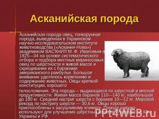 Асканийская порода Асканийская порода овец, тонкорунная порода, выведенная в Укр