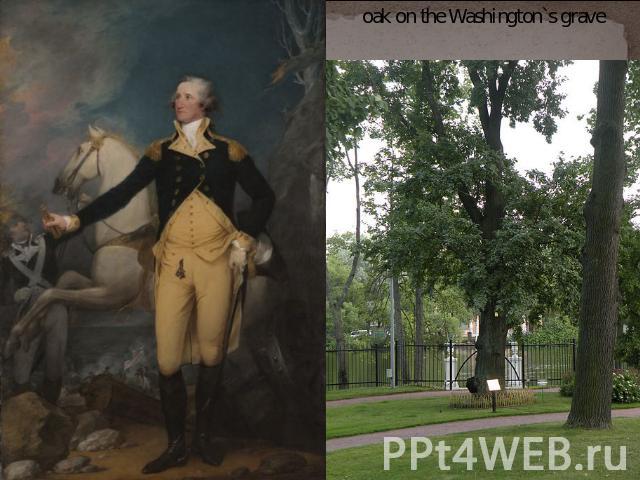 oak on the Washington`s grave