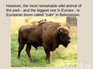 However, the most remarkable wild animal of the park - and the biggest one in Eu