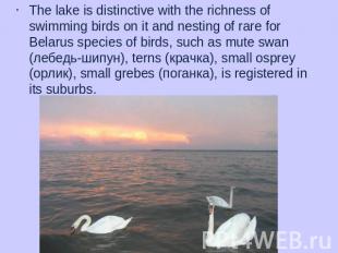 The lake is distinctive with the richness of swimming birds on it and nesting of