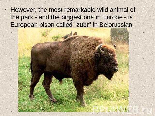 However, the most remarkable wild animal of the park - and the biggest one in Europe - is European bison called 