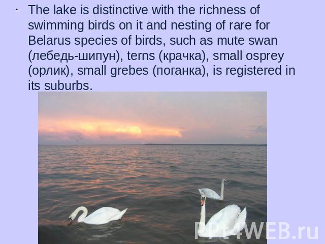 The lake is distinctive with the richness of swimming birds on it and nesting of rare for Belarus species of birds, such as mute swan (лебедь-шипун), terns (крачка), small osprey (орлик), small grebes (поганка), is registered in its suburbs.