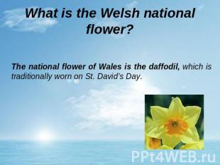 What is the Welsh national flower? The national flower of Wales is the daffodil,