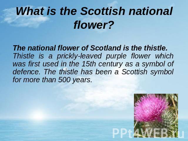What is the Scottish national flower? The national flower of Scotland is the thistle.Thistle is a prickly-leaved purple flower which was first used in the 15th century as a symbol of defence. The thistle has been a Scottish symbol for more than 500 years.