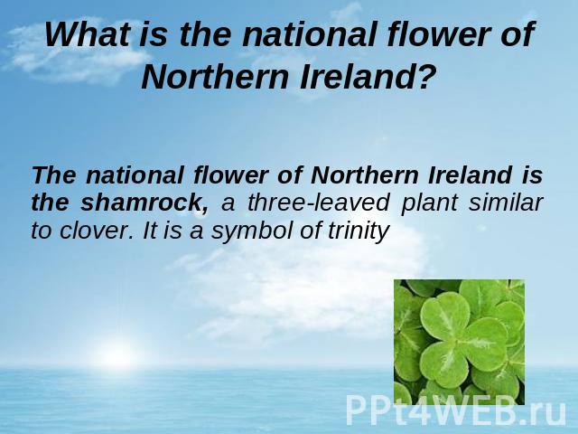 What is the national flower of Northern Ireland? The national flower of Northern Ireland is the shamrock, a three-leaved plant similar to clover. It is a symbol of trinity