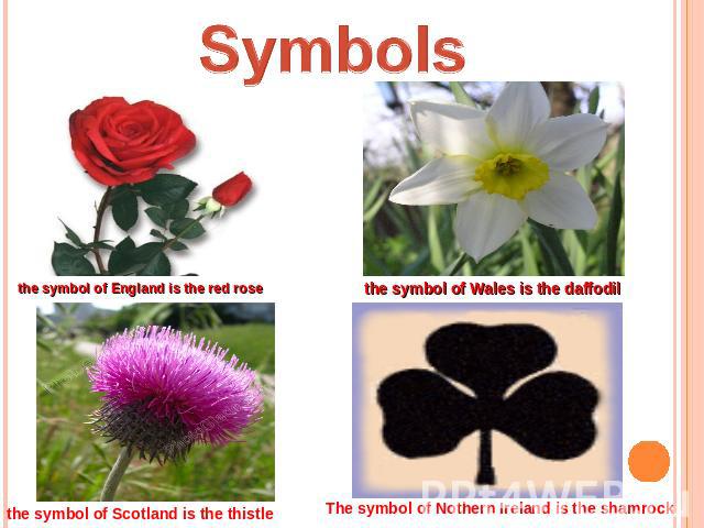 Symbols the symbol of England is the red rose the symbol of Wales is the daffodil the symbol of Scotland is the thistle The symbol of Nothern Ireland is the shamrock