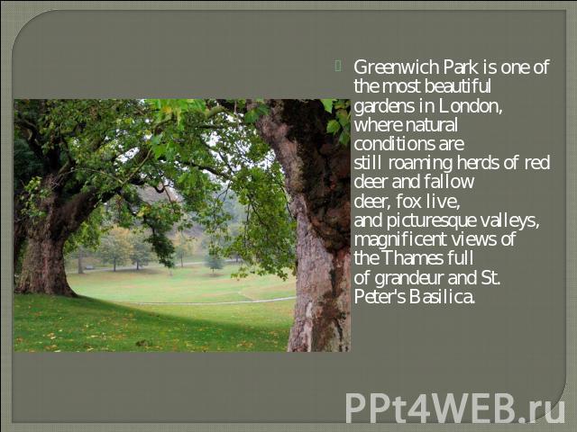 Greenwich Park is one of the most beautiful gardens in London, where natural conditions are still roaming herds of red deer and fallow deer, fox live, and picturesque valleys, magnificent views of the Thames full of grandeur and St. Peter's Basilica.
