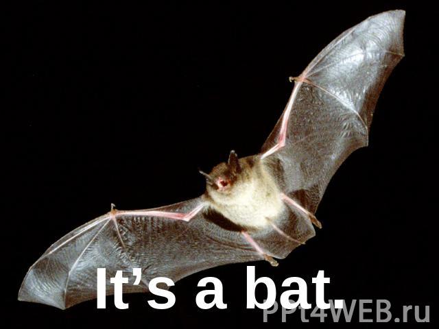 It’s a bat.