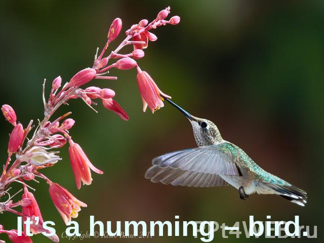 It’s a humming – bird.