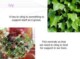 Ivy It has to cling to something to support itself as it grows. This reminds us