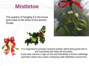 Mistletoe The practice of hanging it in the house goes back to the times of the