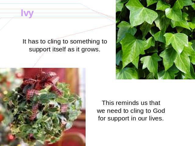 Ivy It has to cling to something to support itself as it grows. This reminds us that we need to cling to God for support in our lives.