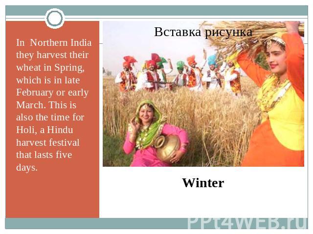 In Northern India they harvest their wheat in Spring, which is in late February or early March. This is also the time for Holi, a Hindu harvest festival that lasts five days. Winter