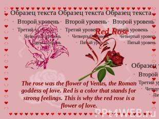 Red Rose The rose was the flower of Venus, the Roman goddess of love. Red is a c