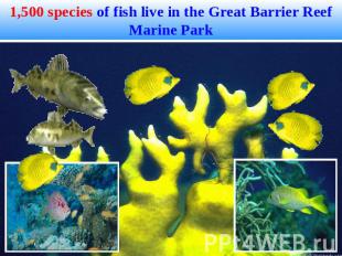 1,500 species of fish live in the Great Barrier Reef Marine Park