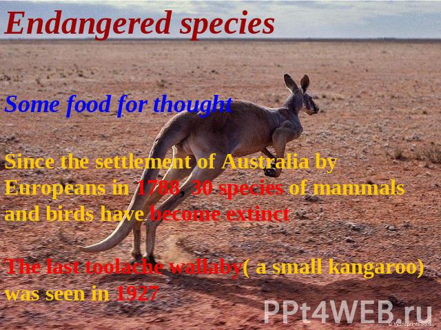 Endangered species Some food for thoughtSince the settlement of Australia by Europeans in 1788, 30 species of mammals and birds have become extinctThe last toolache wallaby( a small kangaroo) was seen in 1927