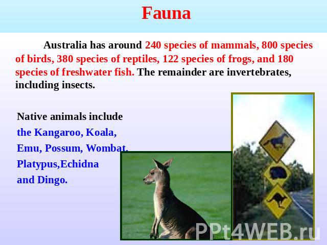   Fauna Australia has around 240 species of mammals, 800 species of birds, 380 species of reptiles, 122 species of frogs, and 180 species of freshwater fish. The remainder are invertebrates, including insects. Native animals include the Kangaroo, Ko…