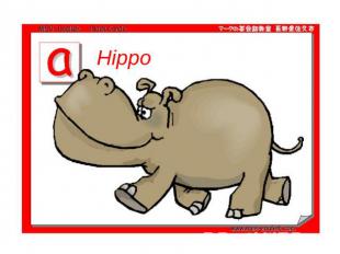 Hippo