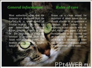 General informationMost authorities agree that the domestic cat descended from t