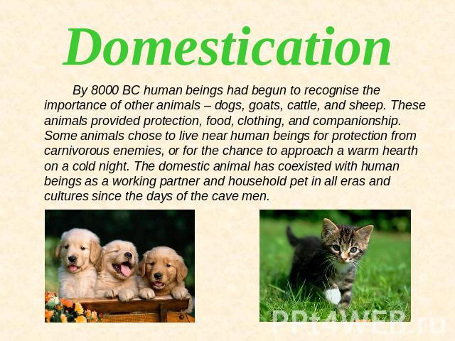 Domestication By 8000 BC human beings had begun to recognise the importance of other animals – dogs, goats, cattle, and sheep. These animals provided protection, food, clothing, and companionship. Some animals chose to live near human beings for pro…
