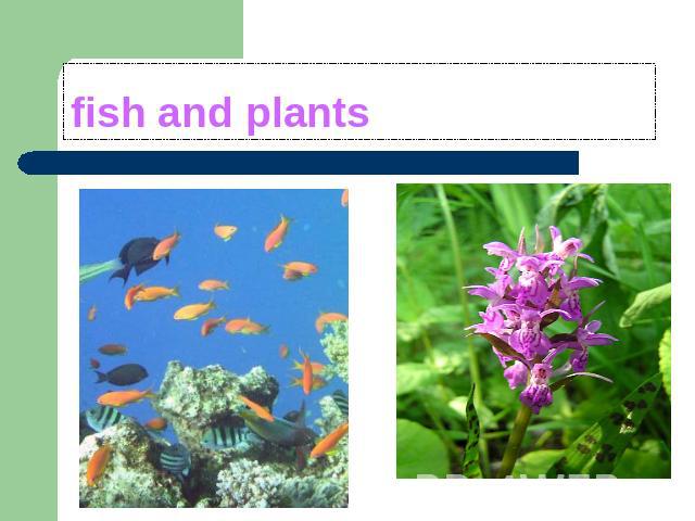 fish and plants