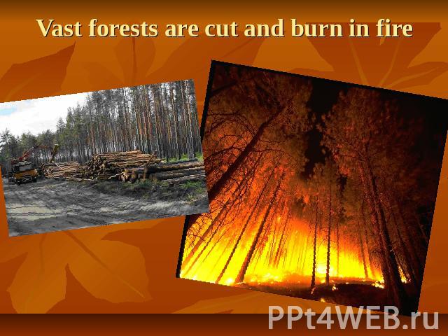 Vast forests are cut and burn in fire
