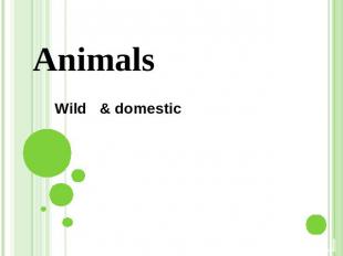 AnimalsWild &amp; domestic