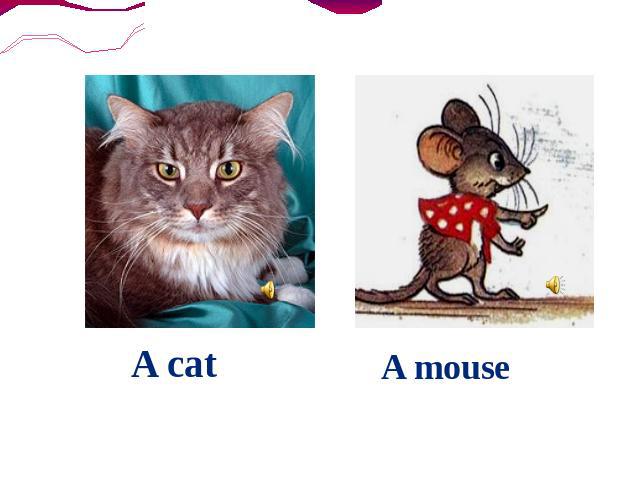 A cat A mouse