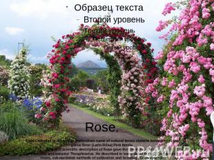 Rose.Rose - adopted in decorative horticulture name of cultural forms ofplants b