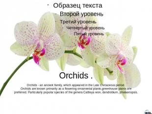Orchids .Orchids - an ancient family, which appeared in the Late Cretaceous peri