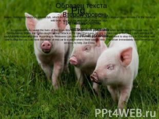 Pig.Swine - family nezhvachnyh artiodactyls, which includes eightspecies, includ