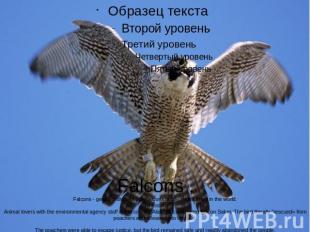 Falcons .Falcons - genus of birds of prey falcons family, widespread in the worl