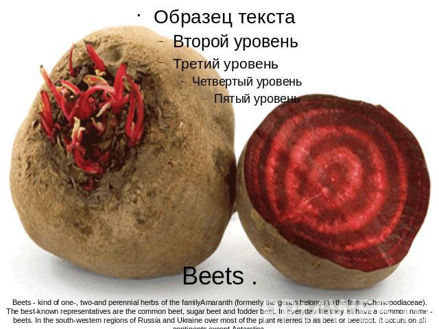 Beets .Beets - kind of one-, two-and perennial herbs of the familyAmaranth (formerly the genus belongs to the familyChenopodiaceae).The best-known representatives are the common beet, sugar beet and fodder beet. In everyday life they all have a comm…