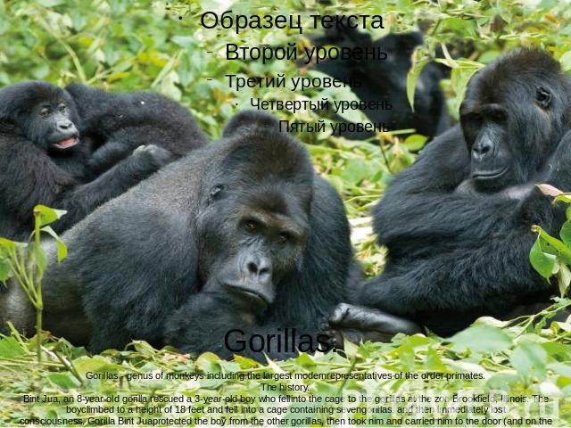 Gorillas. Gorillas - genus of monkeys including the largest modernrepresentatives of the order primates.The history.Bint Jua, an 8-year-old gorilla rescued a 3-year-old boy who fellinto the cage to the gorillas at the zoo Brookfield, Illinois. The b…