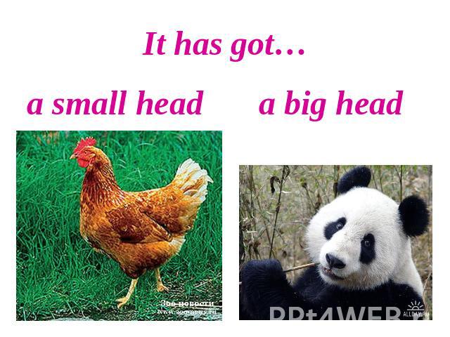 It has got…a small head a big head