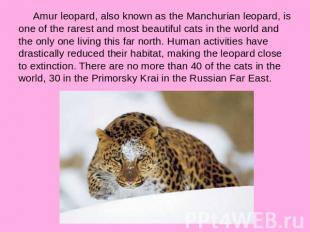 Amur leopard, also known as the Manchurian leopard, is one of the rarest and mos